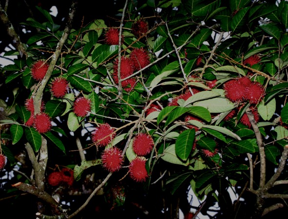 Rambutan fruits, ripened (Photo credit: YC Wee.