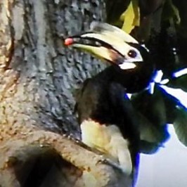 Hornbills in Changi feeding nestlings – March 2014