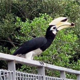 Oriental Pied Hornbill eating tree-climbing crab