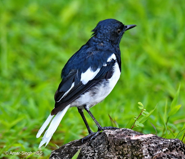 Oriental Magpie Robin-3a-Ipoh, Perak, Malaysia-22nd September 2017