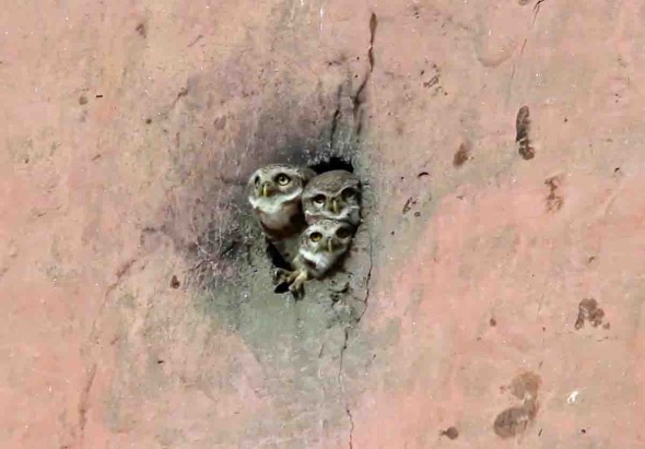Spotted Owlet (screen grab)