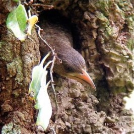 © Splitting Images of Brown Barbet Part 1