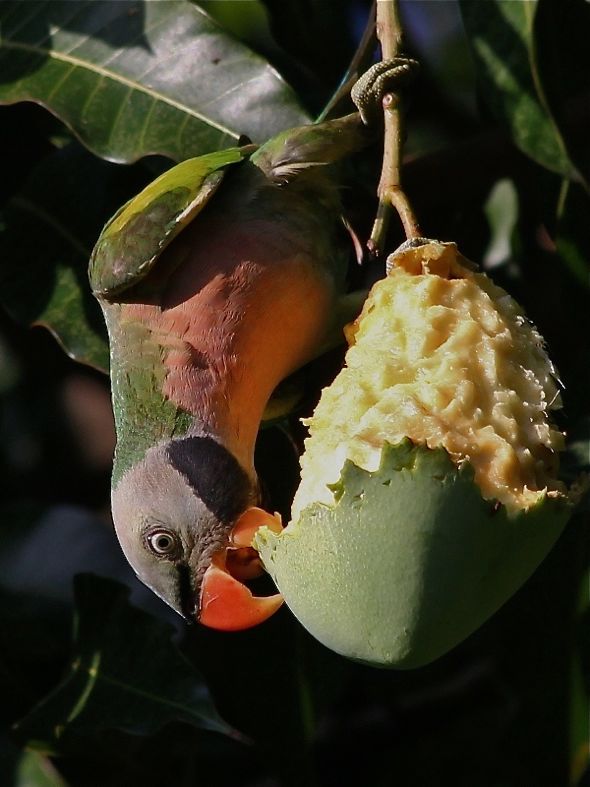 Red-Breasted Parakeet & Tanimbar Corella Feeding on Mango
