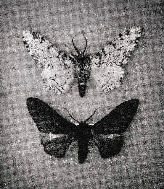 Two pinned peppered moth courtesy of Menno Schilthuizen