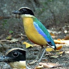 © Insights To Blue-winged Pittas Part 4