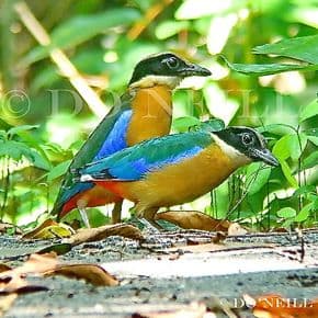 Insights To Blue-winged Pittas Part 5