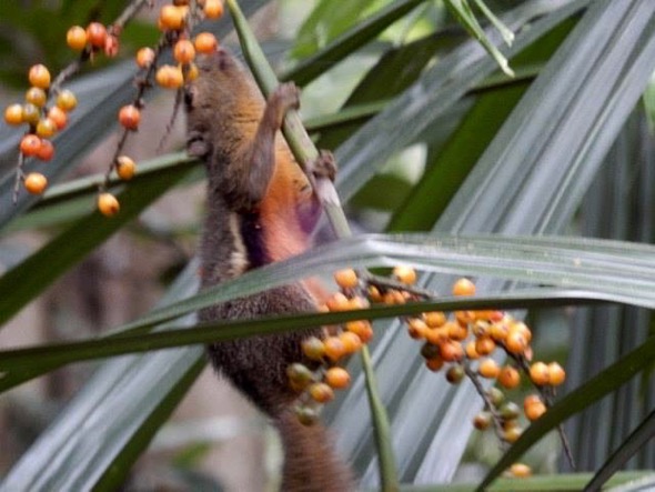 Plantain Squirrel eating Licuala spinosa fruit