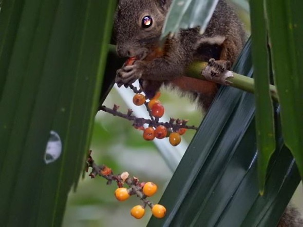 Plantain Squirrel eating Licuala spinosa fruit