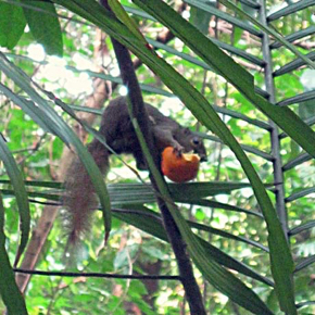 PlantainSquirrel-tangerine [AmeliaYeo] 2