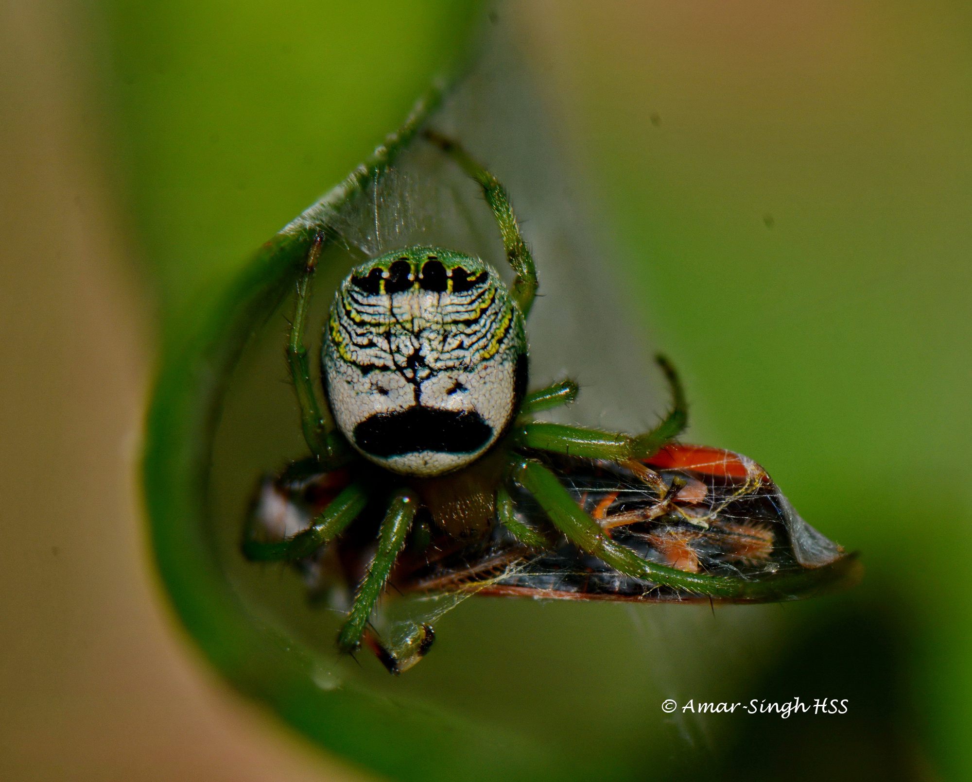 Plate 10-Araneus mitificus-Kidney Garden Spider-male with prey-10a-Home-Ipoh-9th Feb 2016