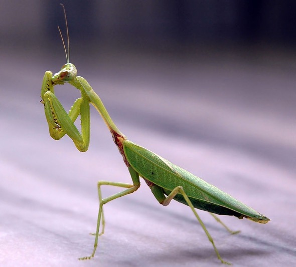 Praying Mantis (Photo credit: Wikipedia Commons