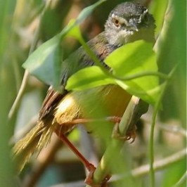 Call of the adult Yellow-bellied Prinia