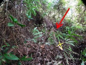 © MY ODYSSEY WITH BLUE-WINGED PITTAS PART11: Forensics in Nest Predation