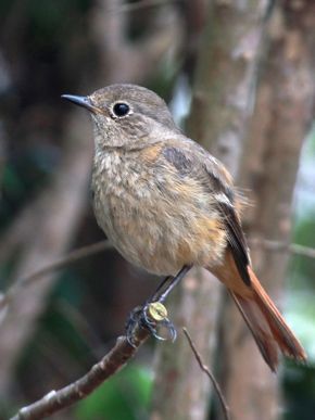 Daurian Redstart Casting Pellets