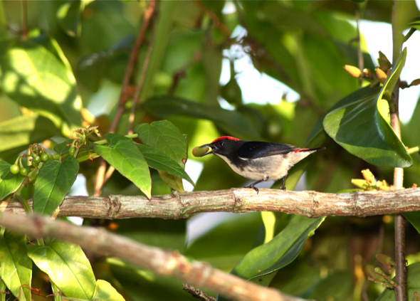 Scarlet-backed Flowerpecker -mistletoe [wyc]