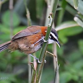 Birding in Taiwan: 1. Taiwan Scimitar-babbler