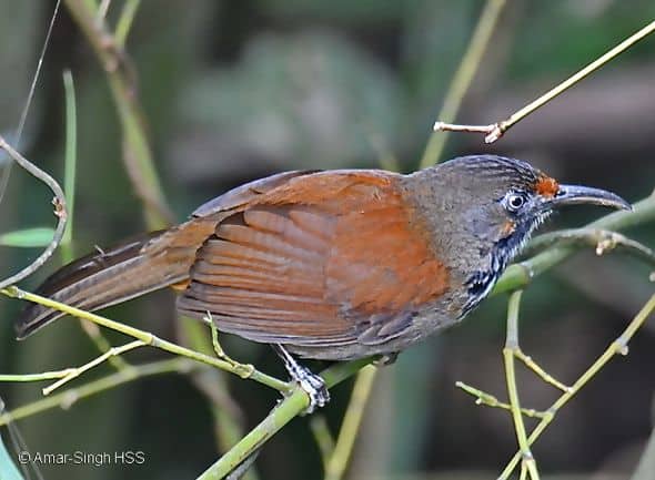 Birding in Taiwan: 2. Black-necklaced Scimitar-babbler