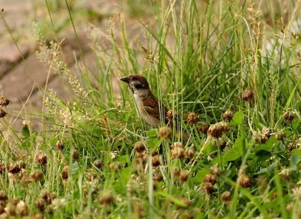 Nesting behaviour of the Eurasian Tree-sparrow in Seoul, Korea