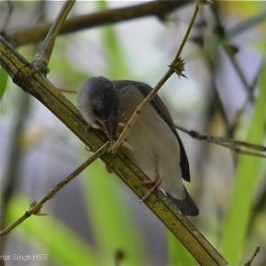 Java Sparrow juveniles feeding on bamboo seeds