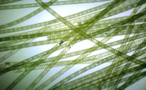 Spirogyra filaments under the microscope to show the spiral chloroplasts (Image courtesy of Wikimedia Commons).