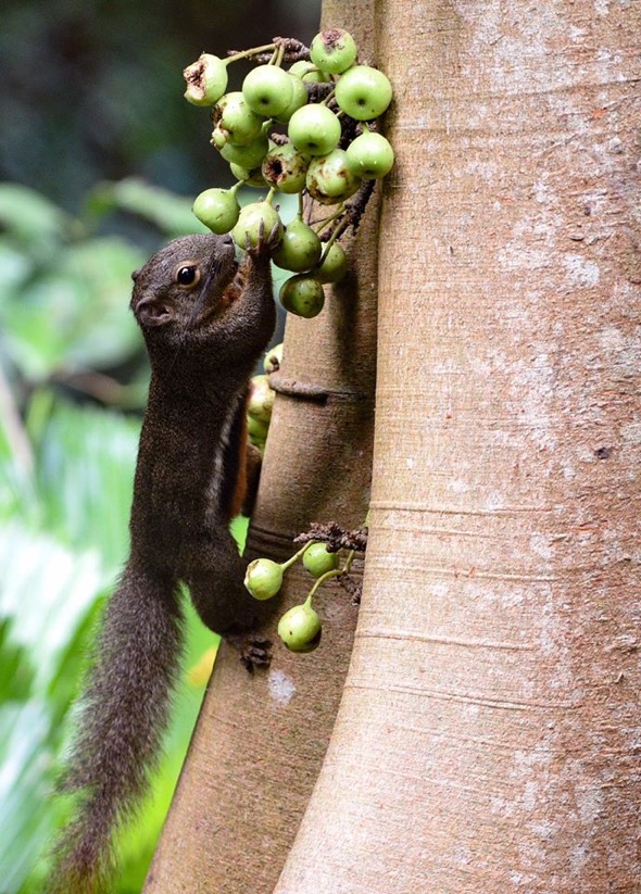 Squirrel-Ficus variegata [MichaelKhor]