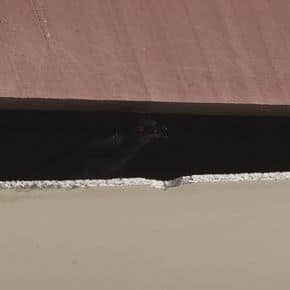 Asian Glossy Starling: 1. Claiming roof space