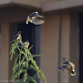 White-cheeked Starling nesting in Beijing, China
