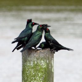 ASIAN GLOSSY STARLING – NESTING MATERIAL and PREENING