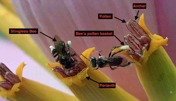 Male flowers with Stingless Bees gathering pollen, parts labelled (Photo credit: YC Wee)