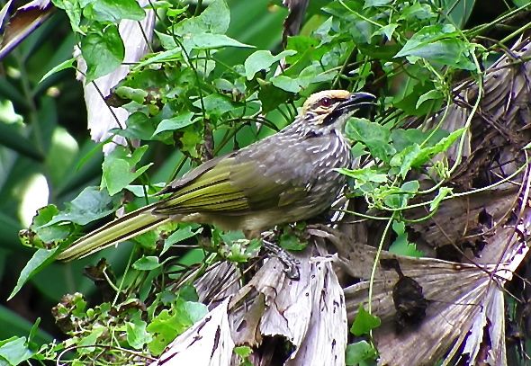 Straw-headed Bulbul, although listed as endangered, it visits my garden regularly (Photo credit: Dr Leong Tzi Ming)