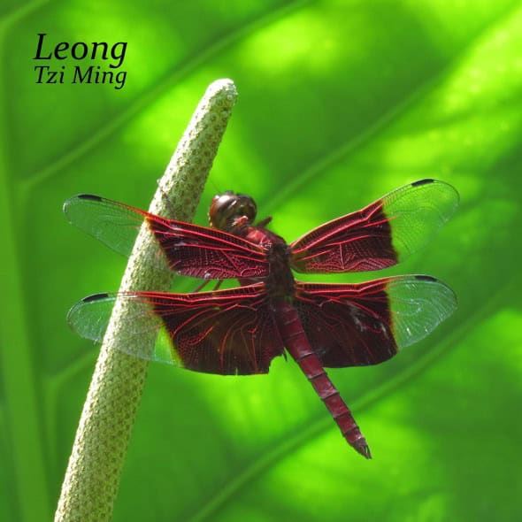 Sultan Dragonfly perched