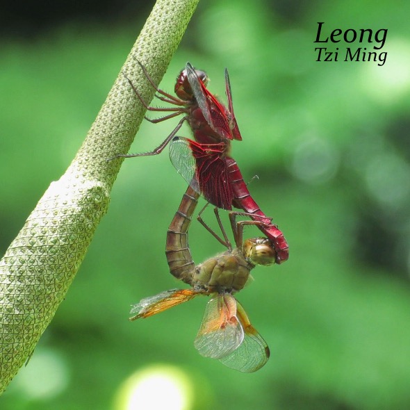 Sultan Dragonfly mating