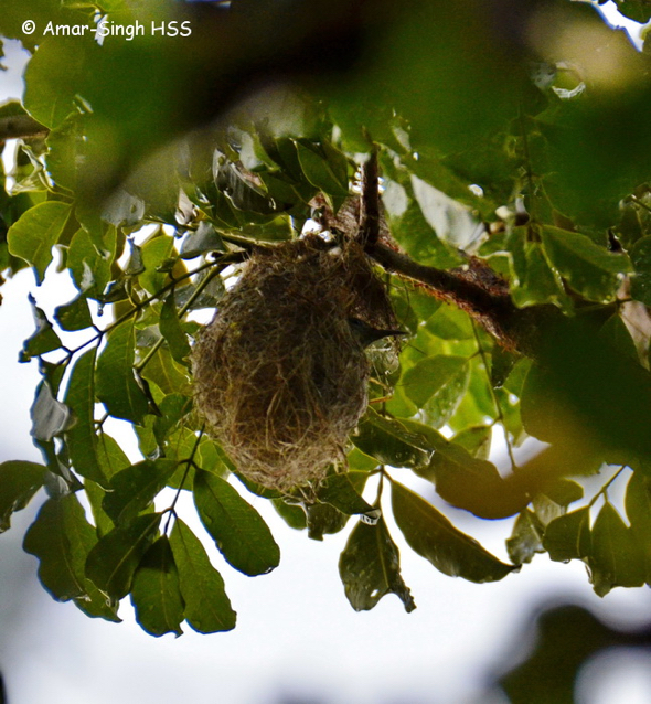 SunbirdBrTh-nest [AmarSingh] 1