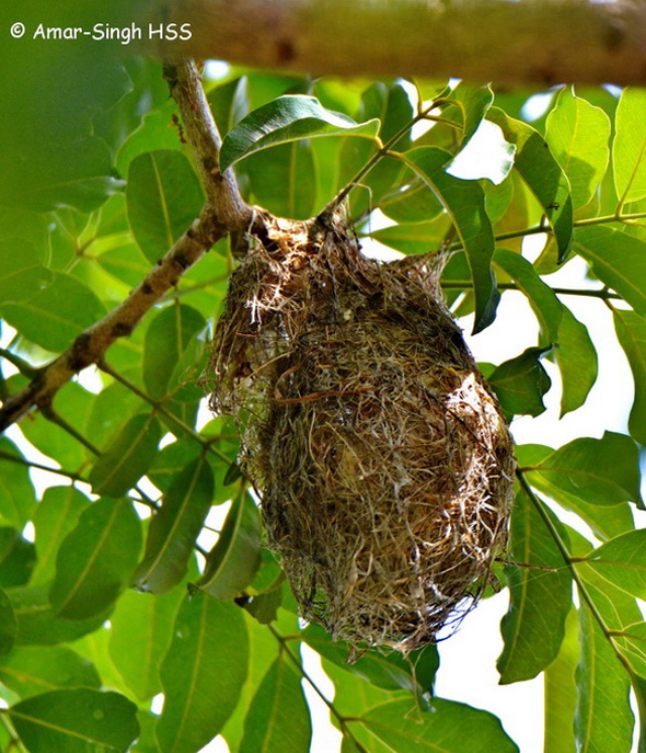 SunbirdBrTh-nest [AmarSingh] 3