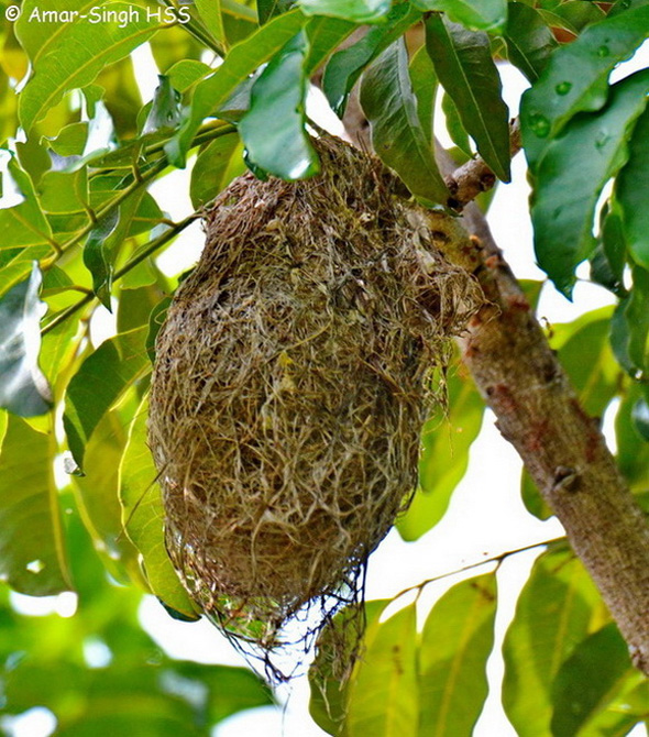 SunbirdBrTh-nest [AmarSingh]
