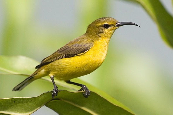 Female Olive-backed Sunbird (Photo credit: Dr Eric Tan)