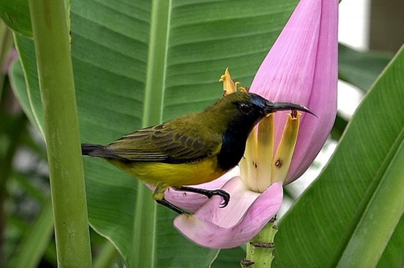 Male Olive-backed Sunbird at ...