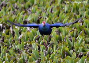 Aggressive behaviour of Purple Swamphen