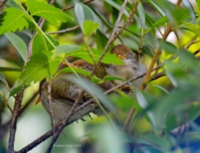 TailorbirdC-nesting [Amar] 4c