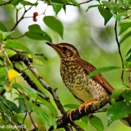 Siberian Thrush