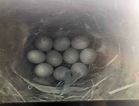 ten eggs were laid (screen grab)