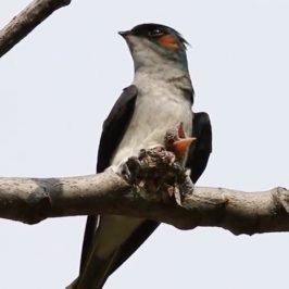Grey-rumped Treeswift: Male feeding chick and calling female for a shift change