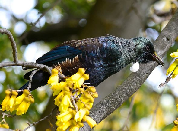 Tui feeding on flower nectar of New Zealand flax