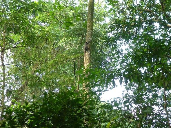 BESG to expand its coverage beyond birds…