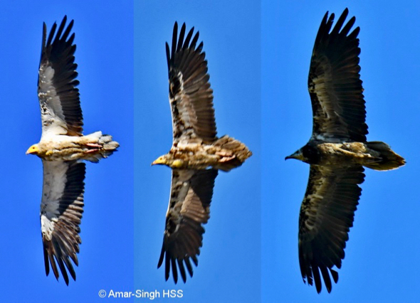 Composite of a juvenile, immature and adult (from right to left).