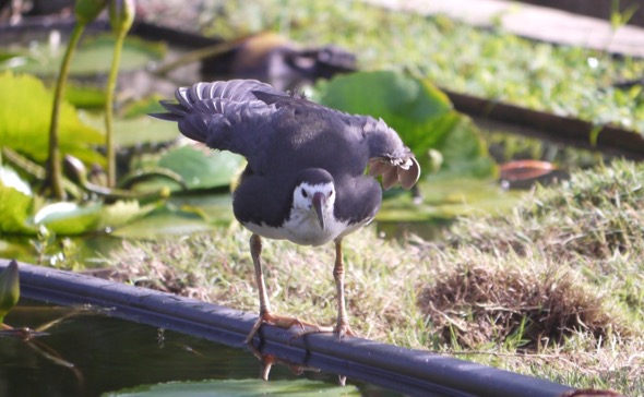 White-breasted Waterhen in threat pose (Photo credit: Lee Chiu San)