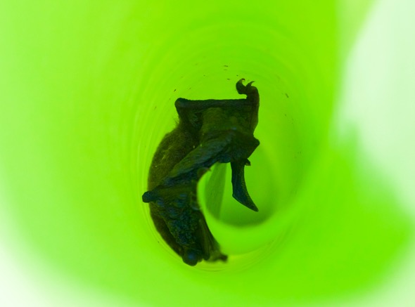Whiskered Myotis bat-banana leaf [wyc]