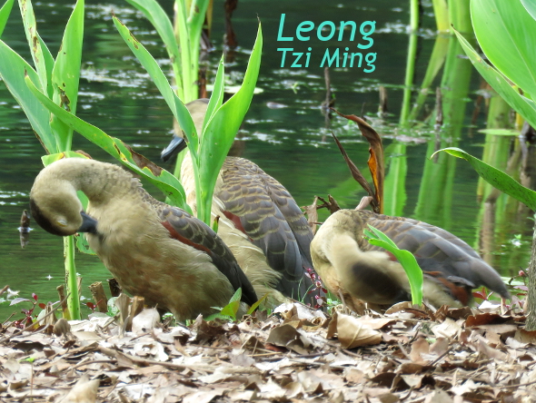 Lesser Whistling-Ducks