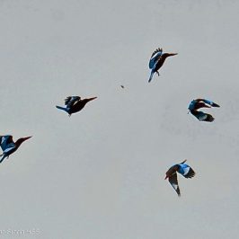 Birds feeding on alate termites