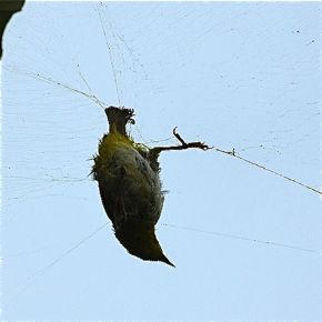 A white-eye entangled in a spider's web